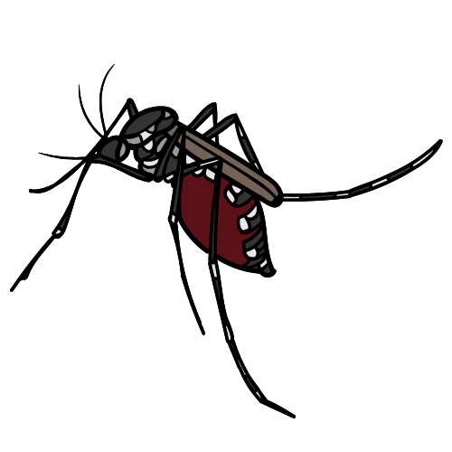 BD Pest (2)